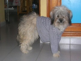 Kimba